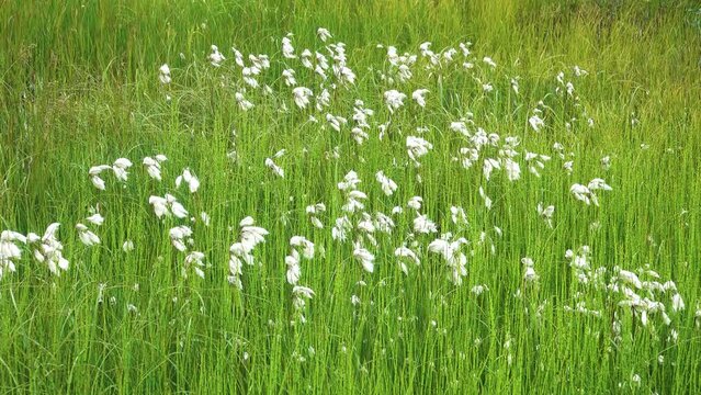 Permanently wet land, swamp in plain tundra on Chukchi Peninsula, near Gulf of Anadir. Sedge and cotton grass prevail