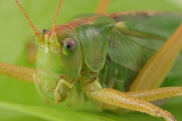Small green grasshopper. Macro photography of insect