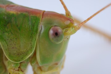 Small green grasshopper. Macro photography of insect