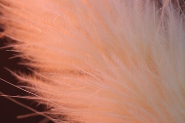 Naklejka premium Texture of beautiful dried Lagurus plant, macro view
