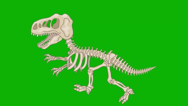 cartoon dinosaur skeleton walking with chroma key