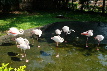 flamingos in the lake