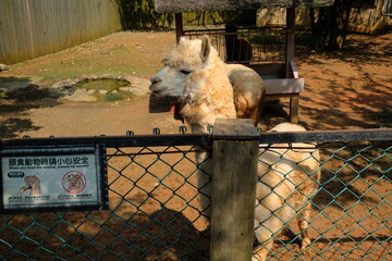 dog in the fence