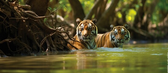 How to reach Sundarban from Kolkata: A Complete Travel Guide with Boat Safari Insights 6 240 F 660900389 K2uzfovlgr87BOvQ0Jto14rfaZsndO7d