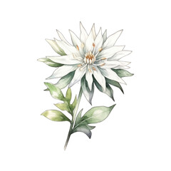 Majestic Watercolor Edelweiss Painting