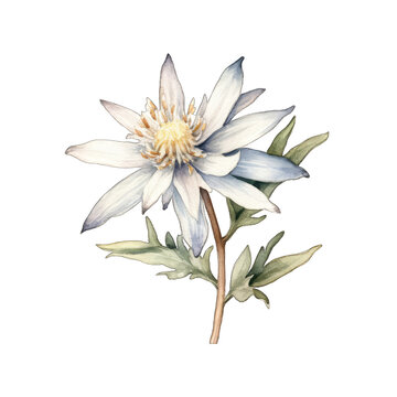 Edelweiss: Nature's Watercolor Masterpiece