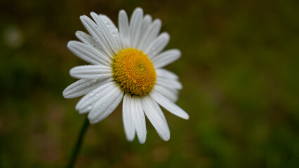 Obraz premium 雨の日のマーガレット