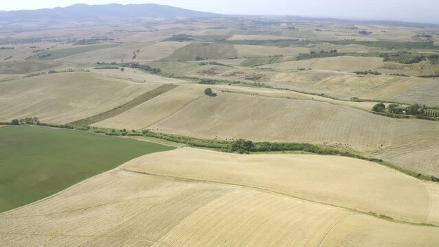 Grain fields with wheat ready to harvest aerial view