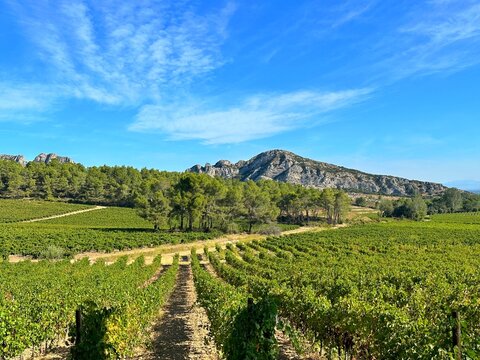 Rows of vines with backdrop of Alpilles mountains between Maussane and Eygalieres, Bouches-du-Rhone, Provence-Alpes-Cote-d'Azur, France