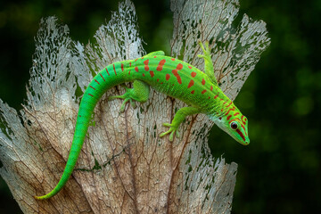 Madagascar Giant Day Gecko (Phelsuma grandis) on dry leaf.