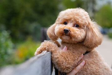 Portrait of a toy poodle puppy