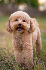 Portrait of a toy poodle puppy