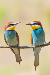 European bee-eater, merops apiaster. In the early morning a family of birds sits on a branch
