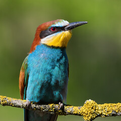 European bee-eater, merops apiaster. A bird sits on a branch on a smooth background