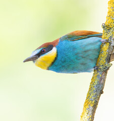 European bee-eater, merops apiaster. A bird sits on a beautiful branch on a blurry background