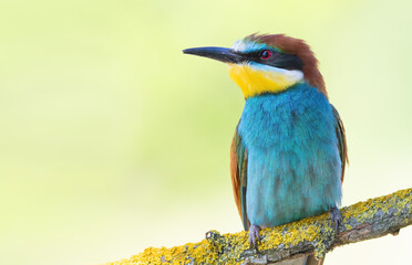 Obraz premium European bee-eater, merops apiaster. A bird sits on a branch on a smooth background