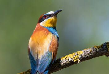 European bee-eater, merops apiaster. A bird sits on a beautiful branch on a blurry background