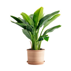 Potted banana tree musa. Isolated on transparent background.
