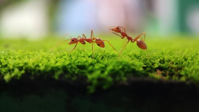 Asian Weaver Ants (Scientific name - Oecophylla smaragdina, Weaver Ant, Green Ant, Green Tree Ant, Semut, Orange Gaster) helping each others on green Moss (Barbula indica) - Macro video, closeup view