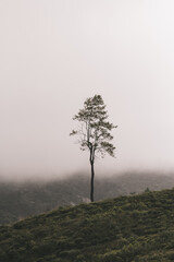 a single tree in the fog