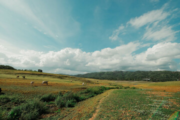 Fototapeta premium Dried Victoria Reservoir landscape image