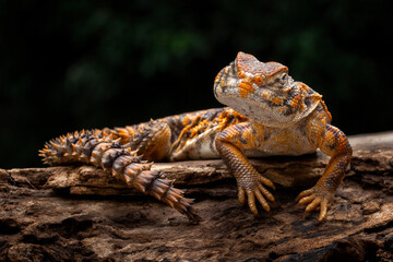 Saharan Spiny-tailed Lizard (Uromastyx geyri) is a species endemic to North Africa.