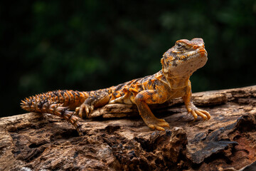 Saharan Spiny-tailed Lizard (Uromastyx geyri) is a species endemic to North Africa. 