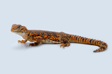 Saharan spiny-tailed lizard (Uromastyx geyri) is a species endemic to North Africa.