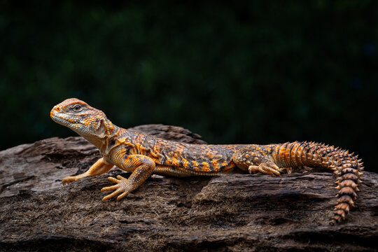 Saharan spiny-tailed lizard (Uromastyx geyri) is a species endemic to North Africa.