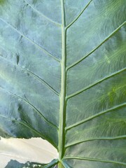 green leaf background The bottom left is yellow.