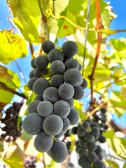 bunch of grapes