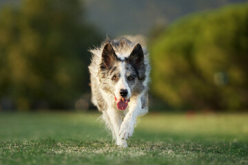 the dog runs on the grass. Active and happy border collie in the park. Walk with pet