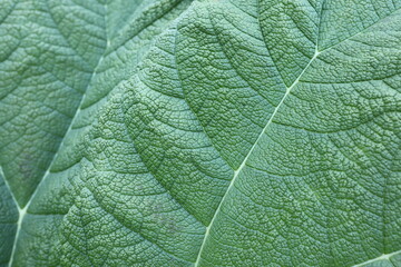 Close up Blatt, Struktur