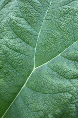 Close up Blatt, Struktur