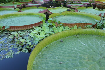 Pflanzenleben im Teich