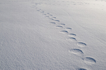 雪原に続く足あと