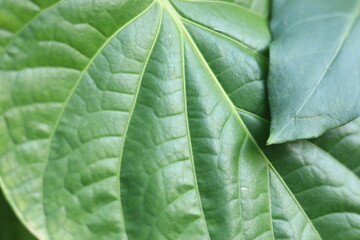 Close up Blatt, Struktur