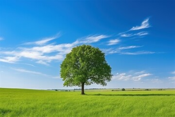 Fototapeta na wymiar Photo green field tree and blue sky background