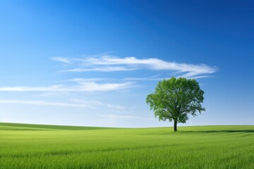 Photo green field tree and blue sky background