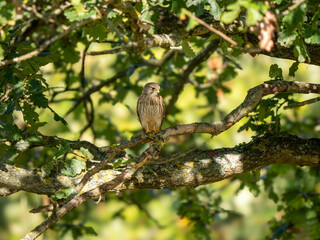 Kestrel Perched in a Tree