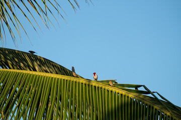 palm tree and birds