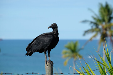black vulture at the sea