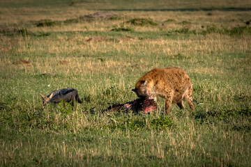 Spotted hyena was caught having her meal with Jackal in Tanzania Serengeti National Park 