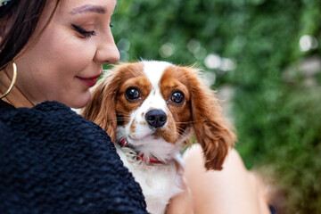 portrait of a girl with a dog. A beautiful young brunette woman with a dog Cavalier King Charles Spaniel on the hands in the park. Selective focus. close-up 