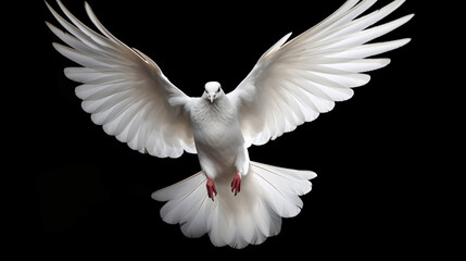 Flying white dove - obrazy, fototapety, plakaty