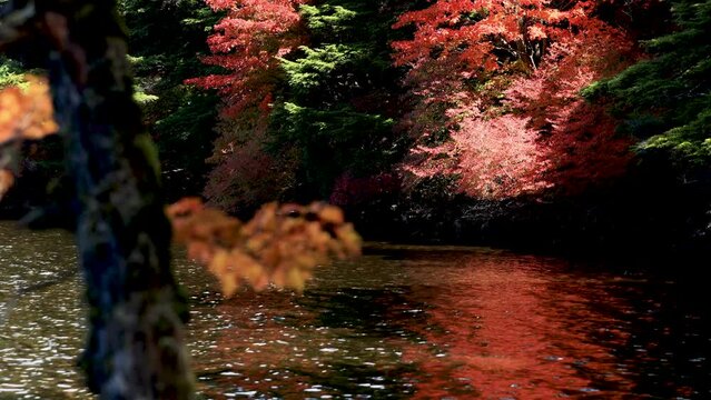 ドウダンツツジの紅葉真っ盛りの白駒の池5