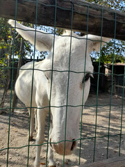 Cavallo bianco dentro al recinto del maneggio