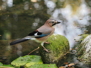 Eurasian Jay (Garrulus glandarius), drinks in the pond among the water lilies, isolated on blurry background