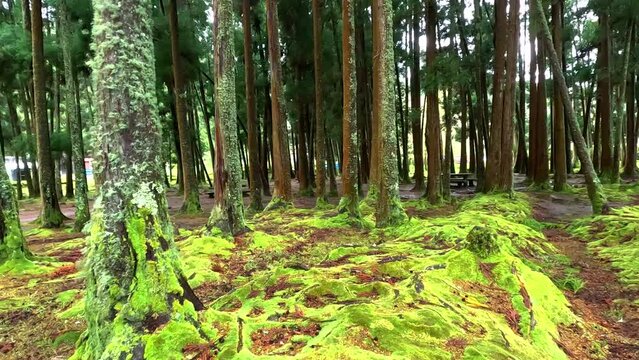 Walking between treen in a green forest plenty of moss in furnas, Azores, Portugal, in the island of Sao Miguel