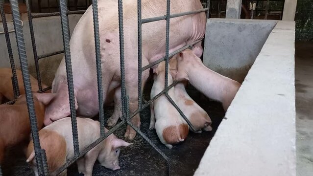 Mother pig nursing piglets in an iron cage